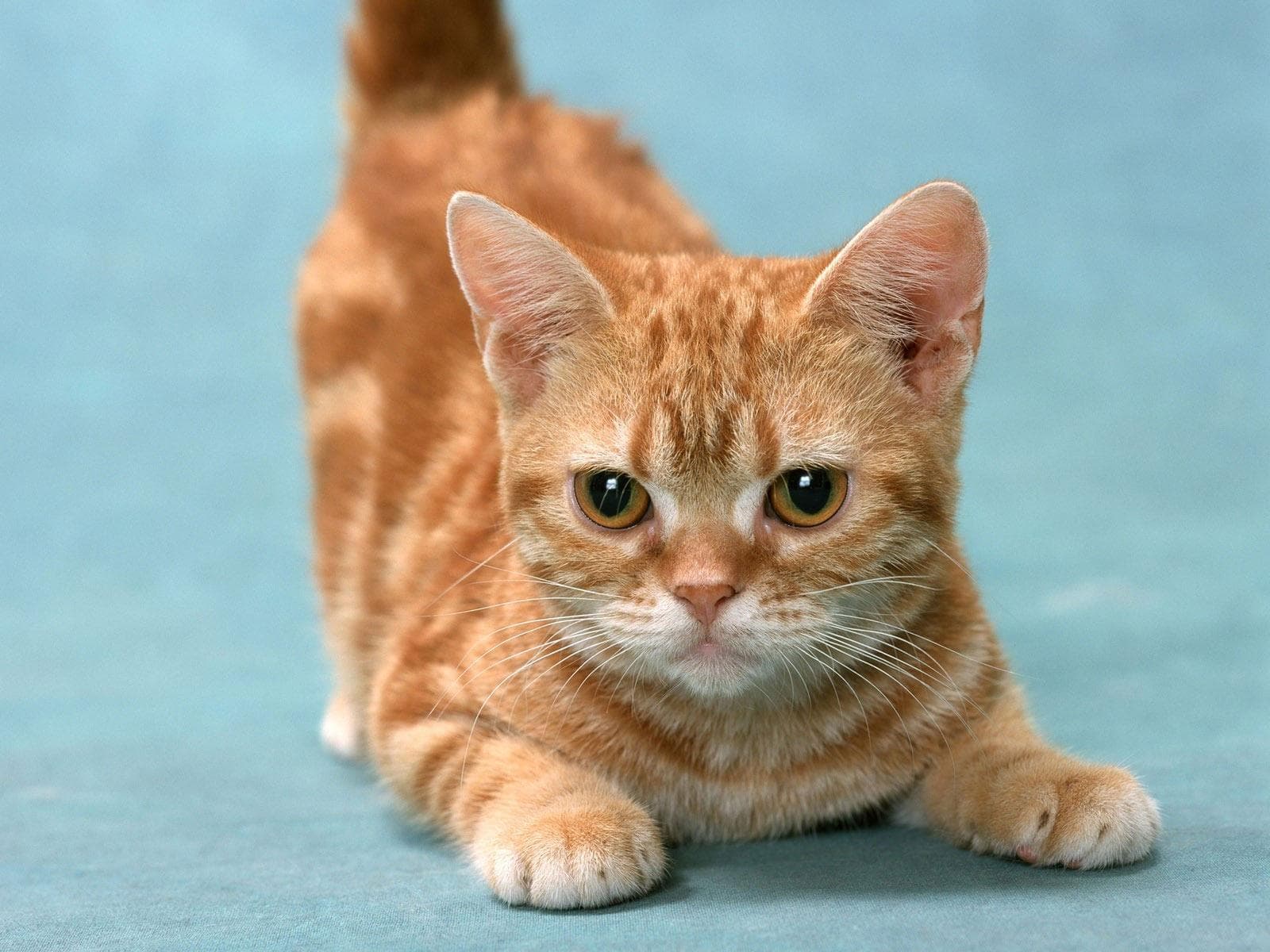 Munchkin