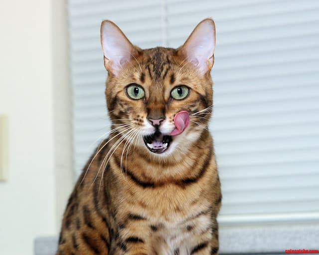 Bengal