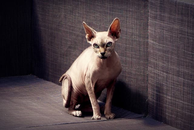 Sphynx