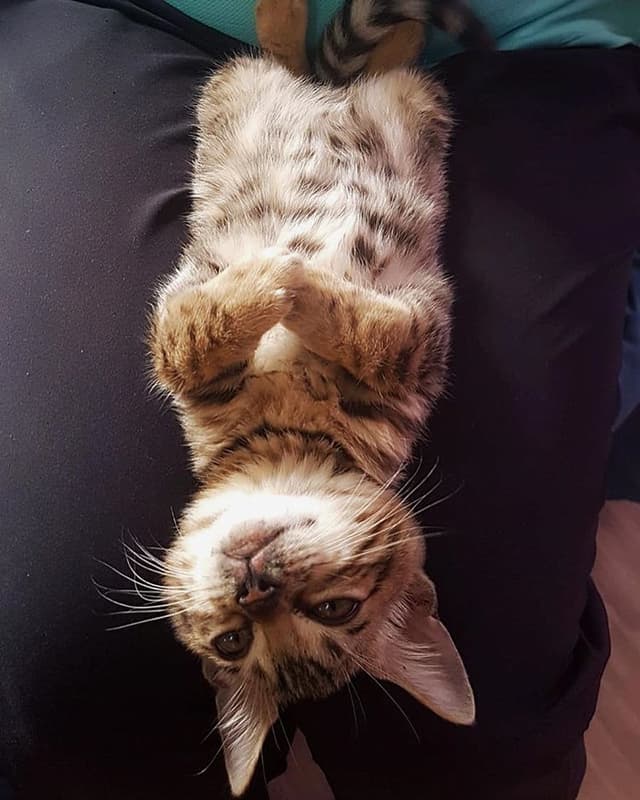 Bengal