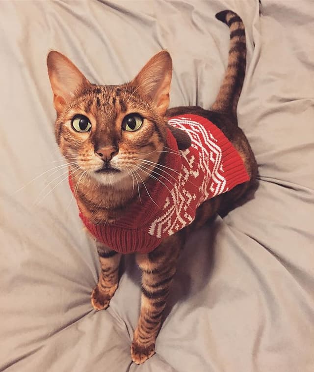 Toyger