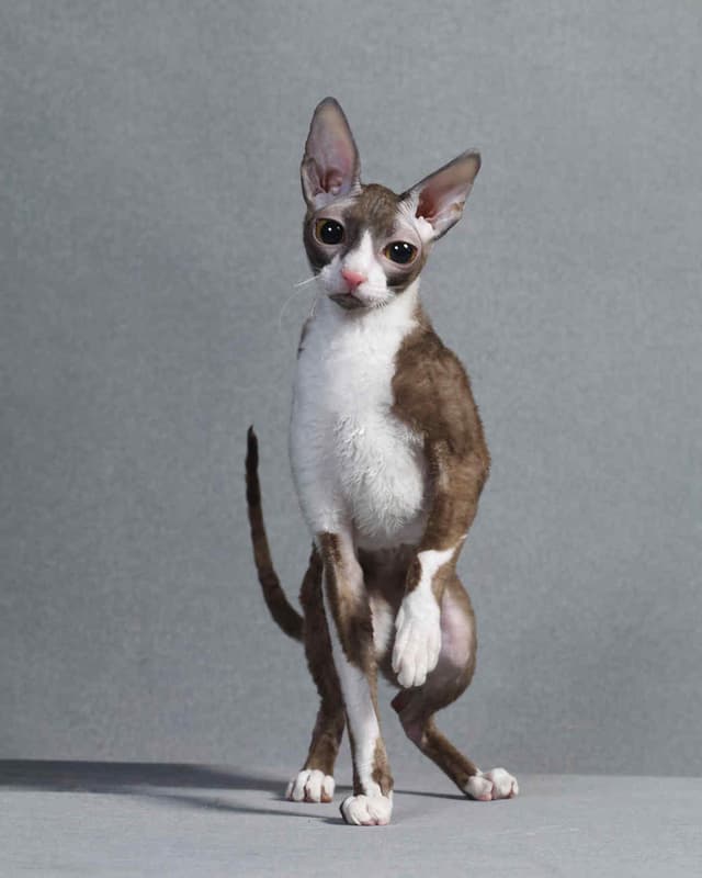 Cornish Rex