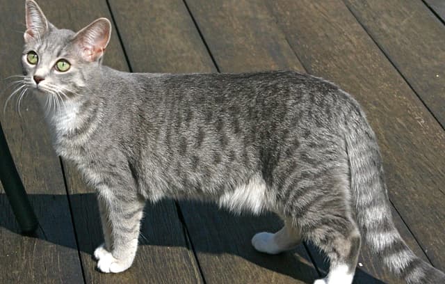Egyptian Mau
