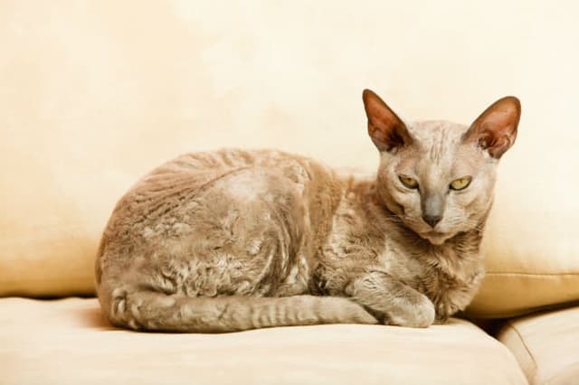 Egyptian Mau