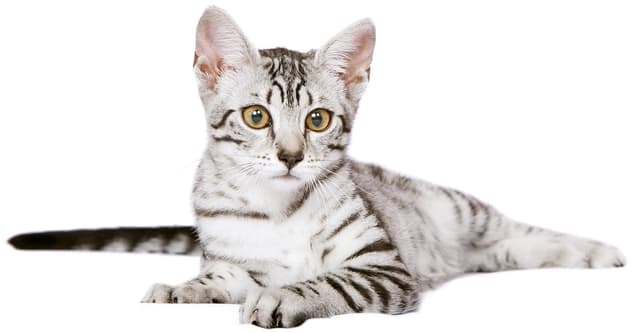 Egyptian Mau