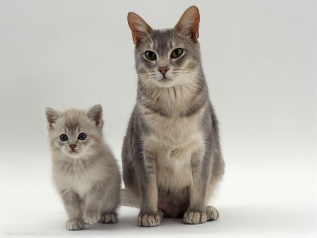 European Burmese