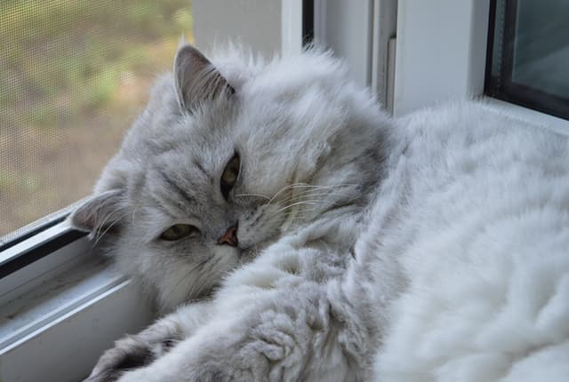 Persian