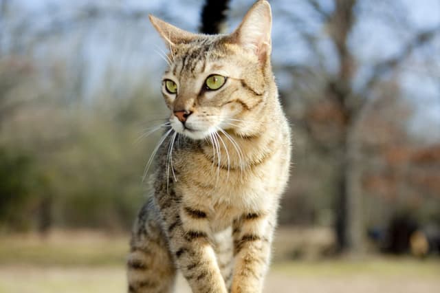 Ocicat