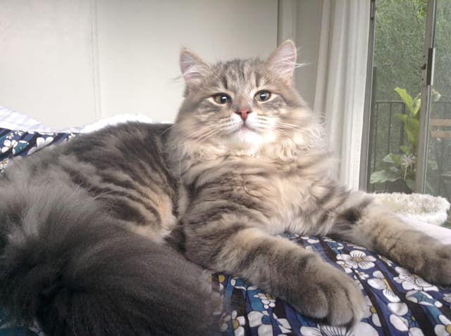 Siberian