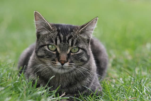 Manx
