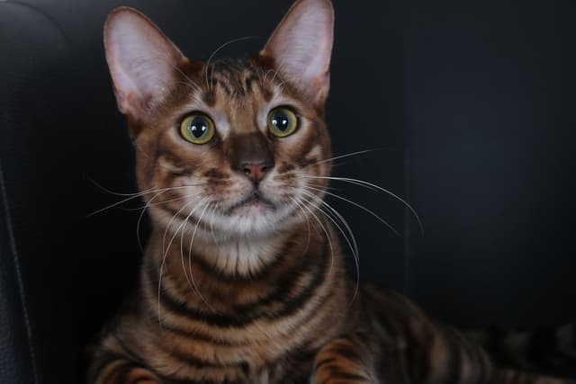 Toyger
