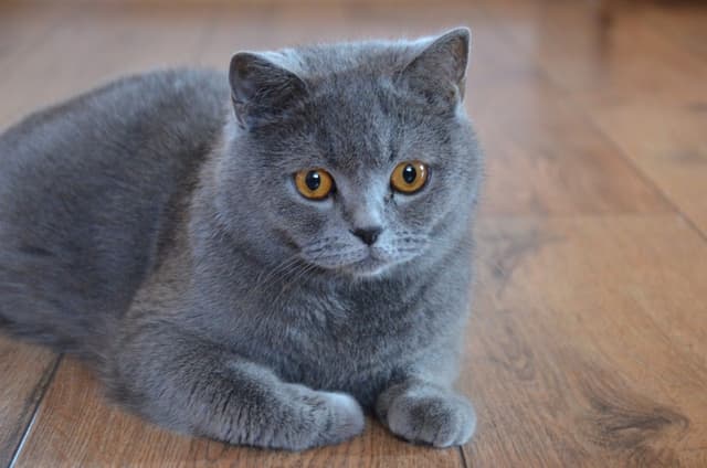British Shorthair