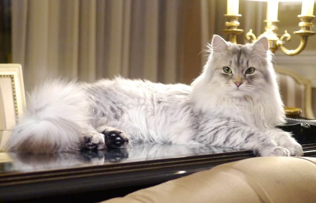 Siberian
