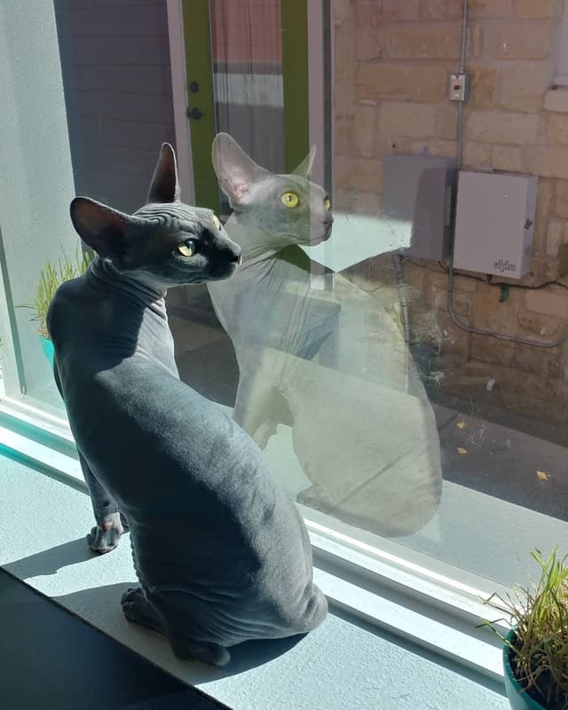 Sphynx