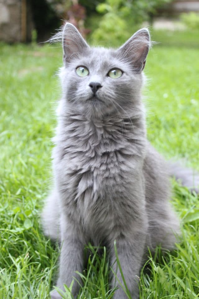 Nebelung