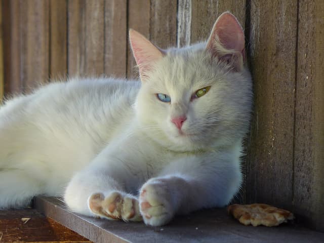 Turkish Van