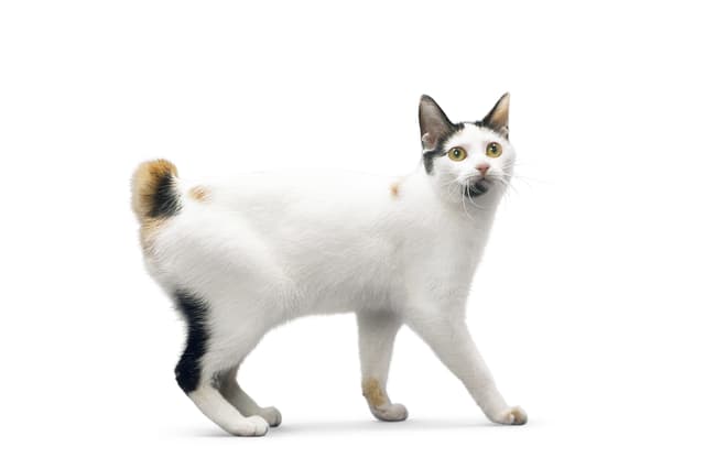 Japanese Bobtail