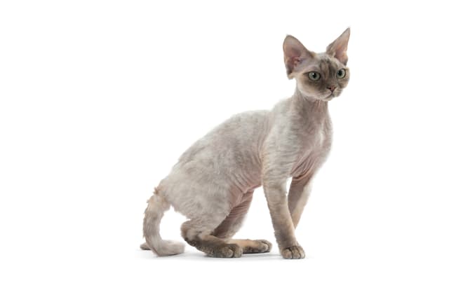 Devon Rex