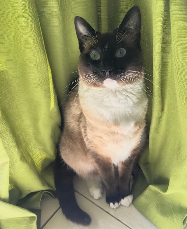 Siamese