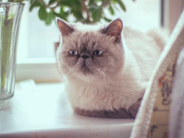 Exotic Shorthair