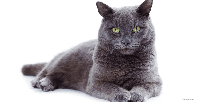 Korat
