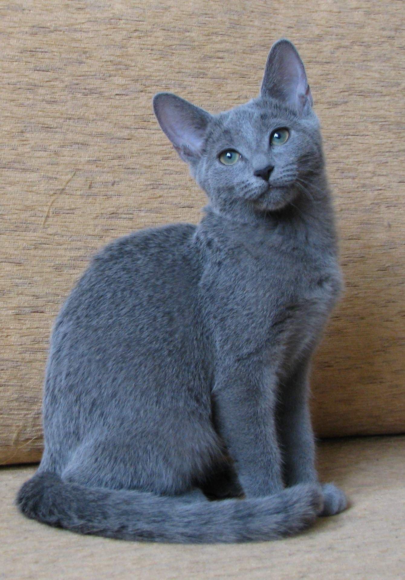 Russian Blue