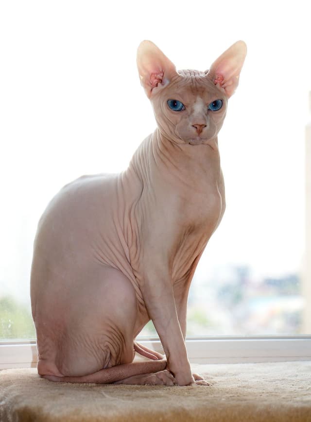 Sphynx