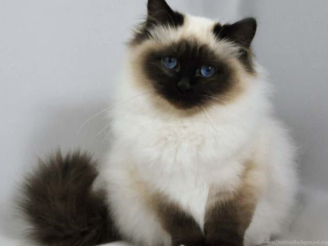 Birman