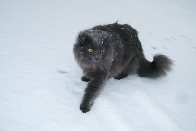 Chantilly-Tiffany
