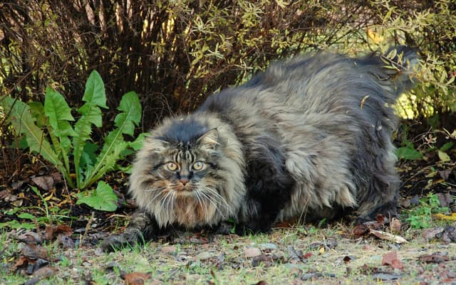 Norwegian Forest Cat