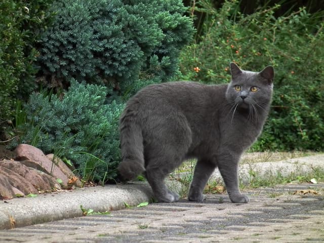 Chartreux
