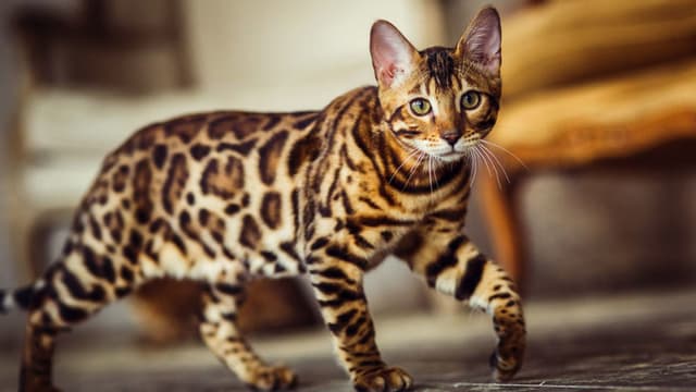 Cheetoh