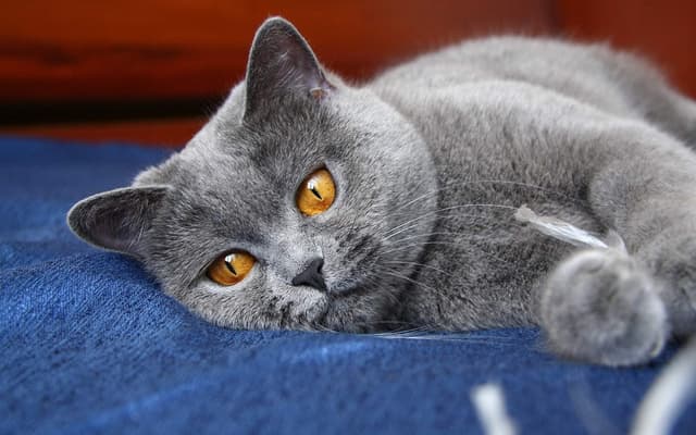 Russian Blue