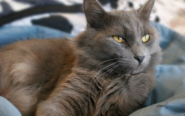 Nebelung