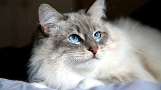 Siberian