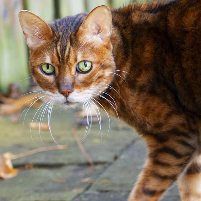 Bengal