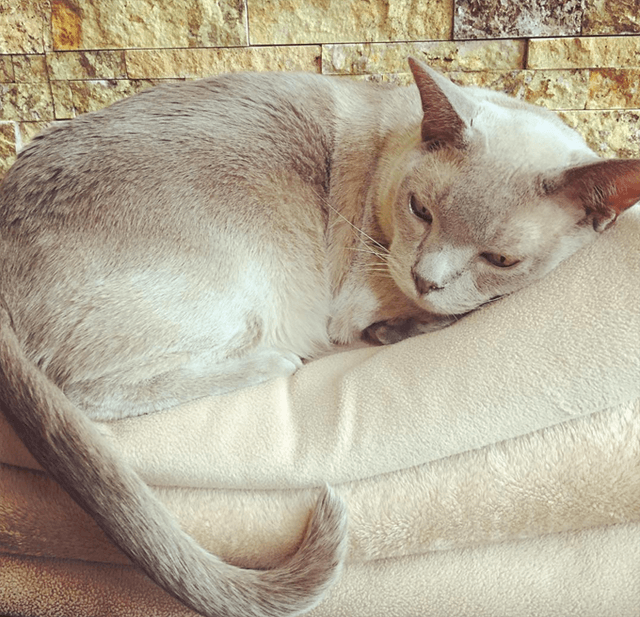 European Burmese
