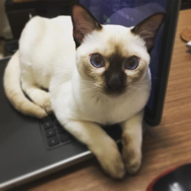 Tonkinese