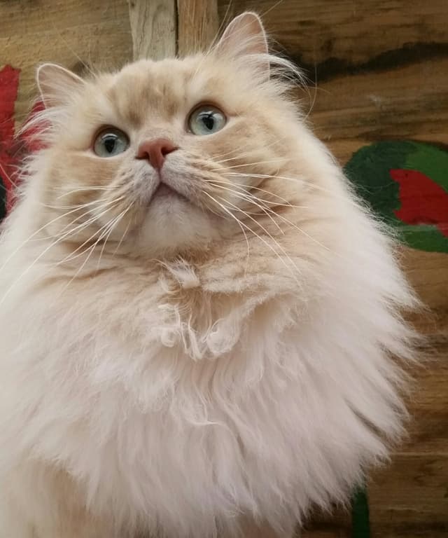 Ragamuffin