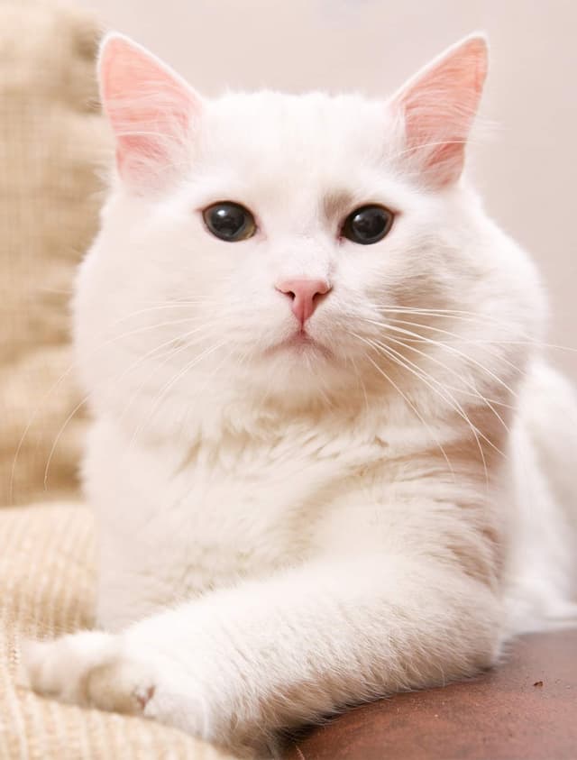 Turkish Angora