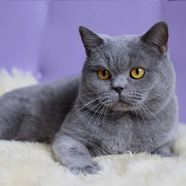 British Shorthair