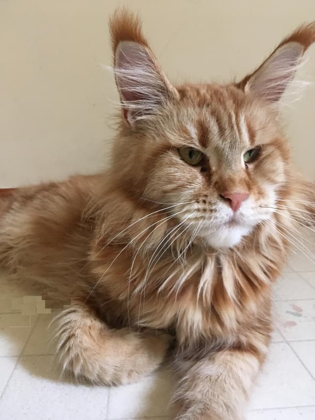 Maine Coon