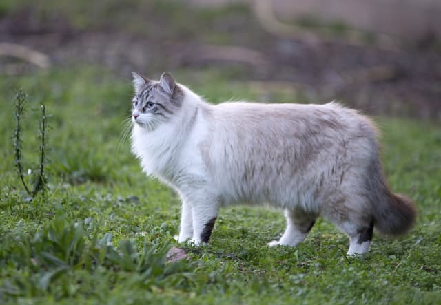 Ragdoll