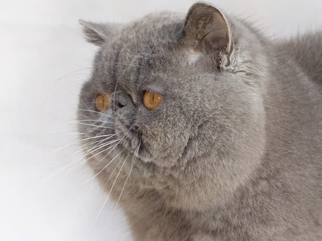 Exotic Shorthair