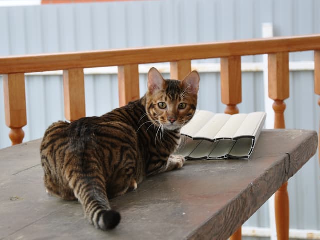 Toyger