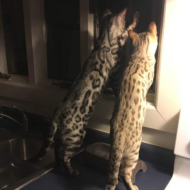 Bengal