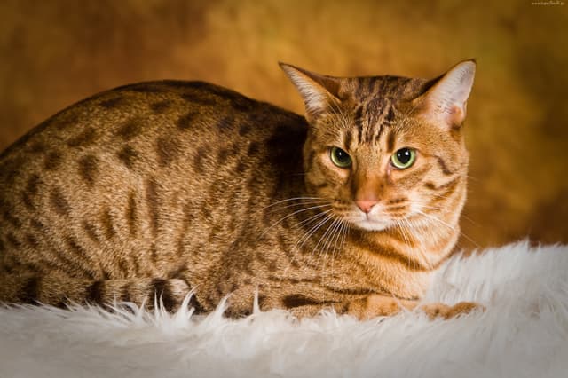 Ocicat