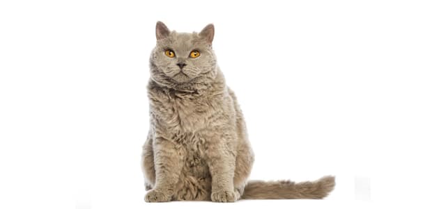 Selkirk Rex