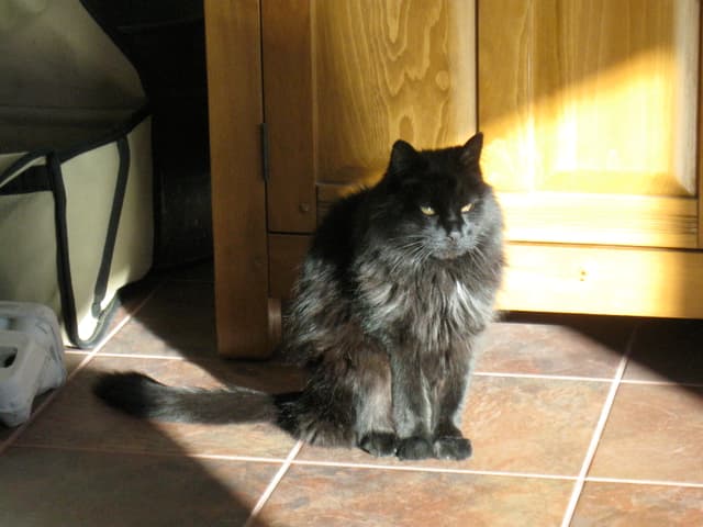 Chantilly-Tiffany