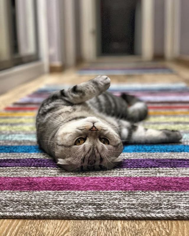 Scottish Fold